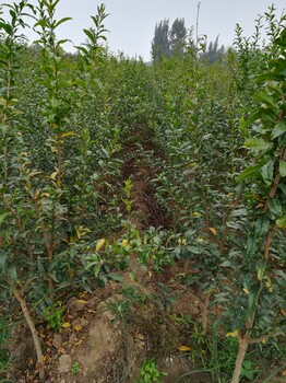 新品种软籽石榴苗基地软籽石榴苗图片