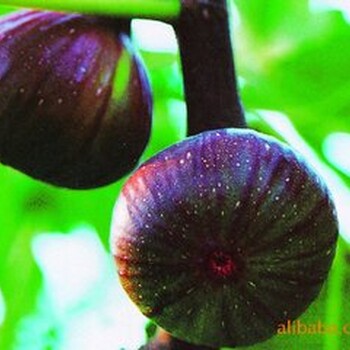 波姬紅無(wú)花果的優(yōu)缺點(diǎn)波姬紅無(wú)花果市場(chǎng)前景