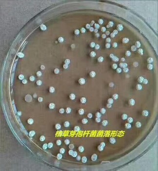 廠家，一手貨源，農作物微生物菌肥——農寶