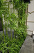 仿真竹子套装饰隔断屏风公司绿植加密塑料假竹子树叶展厅橱窗饰品