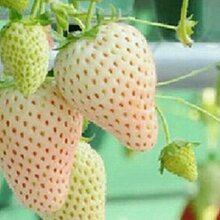 大棚种草莓技术草莓苗价格图片