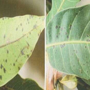 芒果角斑病剖析及預(yù)防