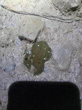 夏季常备鸡鸭鹅肠炎肠毒治疗药-肠舒安图片