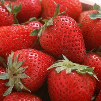 草莓苗种植技术草莓苗繁育场一亩需要多少草莓苗