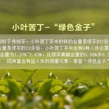 小葉苦丁---綠色的金子