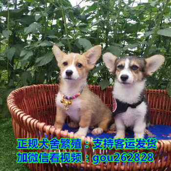 抚州养宠物狗网站