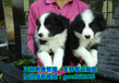 滁州寵物狗市場，滁州寵物狗價格大全，滁州寵物狗專賣店