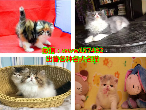 肇庆哪里有宠物猫卖、肇庆蓝猫多少钱一只
