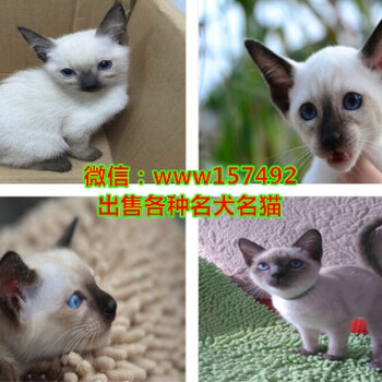 福州哪里有宠物猫卖、福州蓝猫多少钱一只