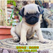 廣州出售純種金毛幼崽金毛小狗狗、寵物市場