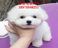 九龍坡哈士奇多少錢一只、小型犬