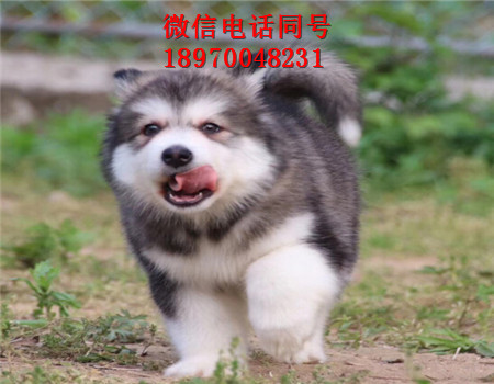 天门本地哪里有正规犬舍，天门生活