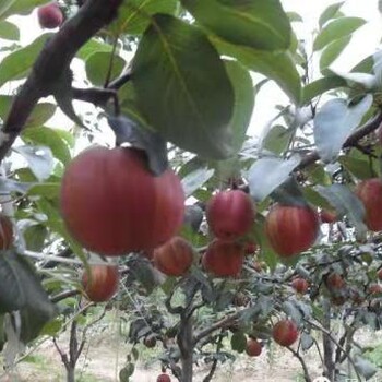 早酥紅梨市場(chǎng)價(jià)格早酥紅梨苗批發(fā)梨樹(shù)苗