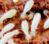 南昌家庭防治白蚁，家庭除白蚁，家庭灭白蚂蚁