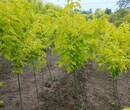 山东金叶复叶槭种植基地大量供应金叶复叶槭树苗图片