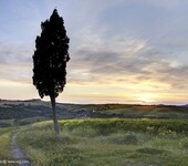 潍坊龙柏树种植基地大量供应龙柏树树苗