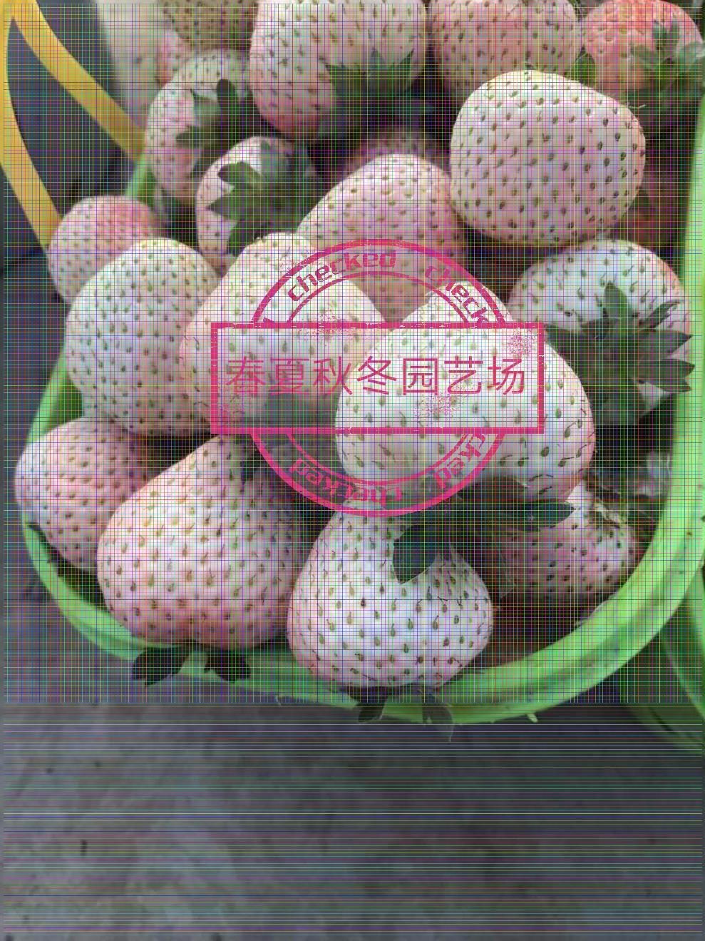 奉节蓝色妖姬草莓苗/基地种植