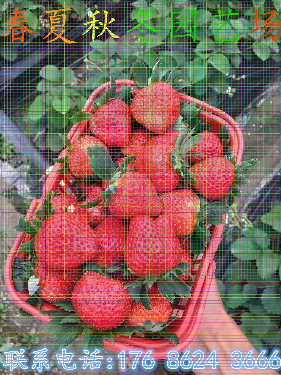 浦东巨早草莓苗/进行怎样土壤改良