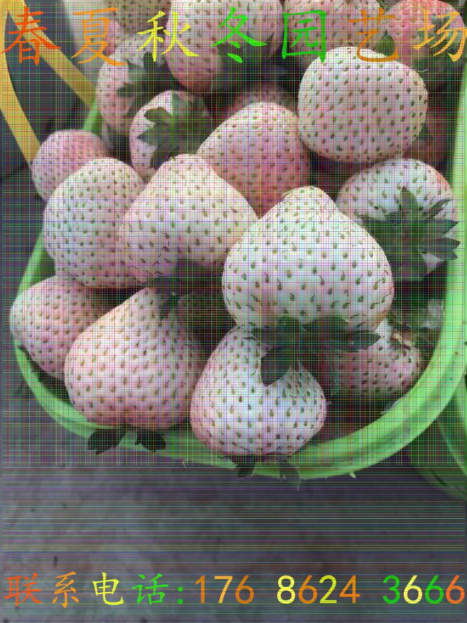 迁安草莓王子草莓苗/新品上市