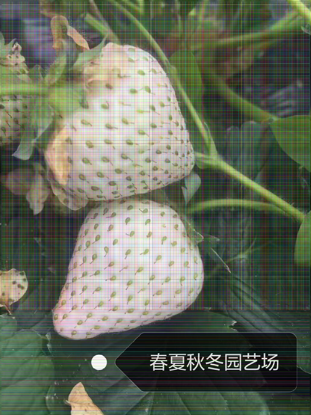 房山全草莓苗/新品上市