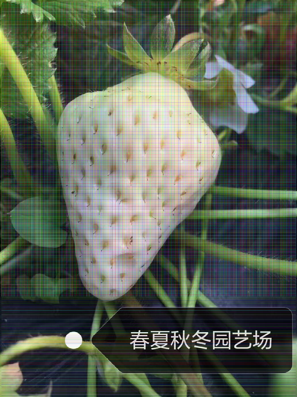 奉节蓝色妖姬草莓苗/基地种植
