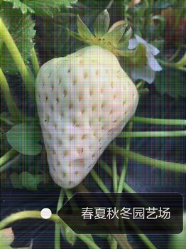 铜梁红衣草莓苗/基地种植