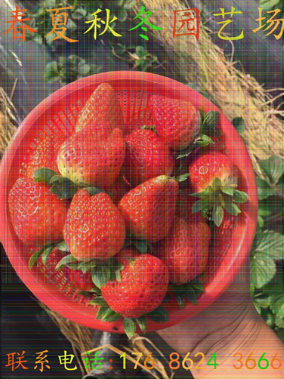 孝感高斯克草莓苗/成活率高