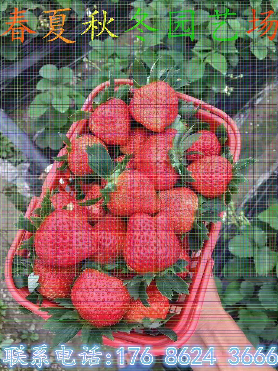 自贡批发高斯克草莓苗-本地供应出售批发市场