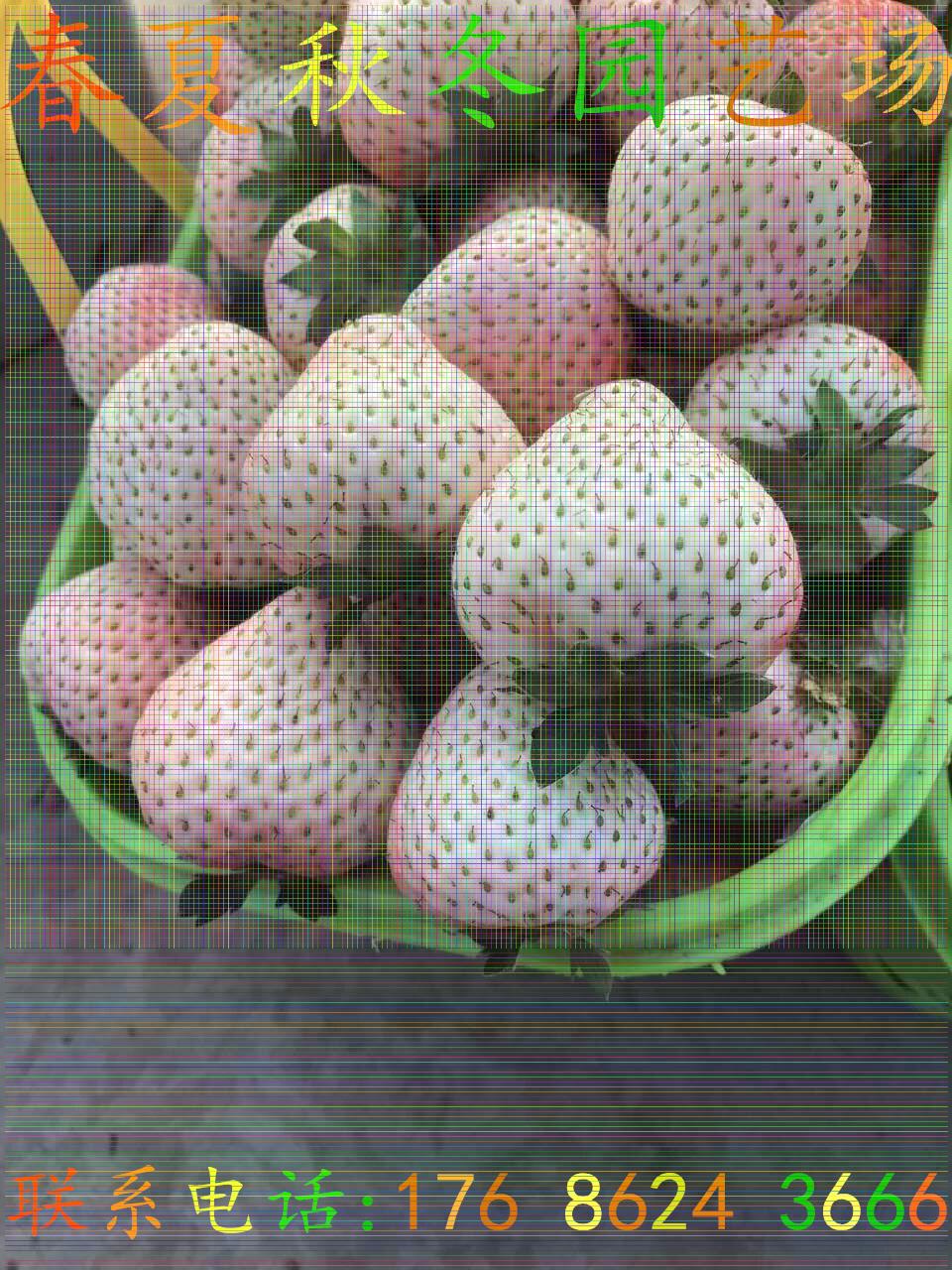 常德雪蜜草莓苗格多少錢(qián)一斤