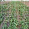 购苗-滨海新区奶油草莓苗什么时候种植好(育苗技术)