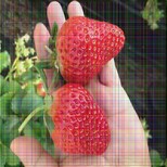 购苗-鸡西黑巴克草莓苗价格(几年苗好)图片0