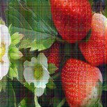 购苗-鸡西黑巴克草莓苗价格(几年苗好)图片1