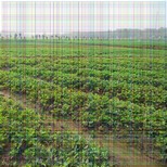 购苗-白城草莓苗供应基地(行情预测)图片3