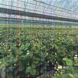 购苗-鸡西黑巴克草莓苗价格(几年苗好)图片4