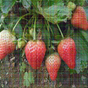 购苗-秦皇岛高斯克草莓苗供应厂家(价格优惠)
