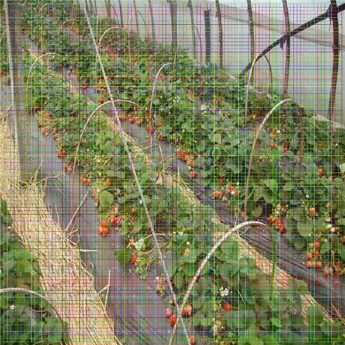 购苗-静安西班牙草莓苗什么时候种植好(几年苗好)
