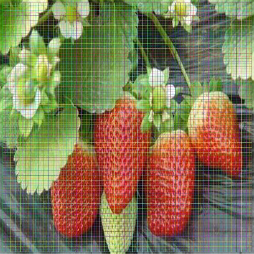 购苗-宝山草莓苗供应基地(几年苗好)
