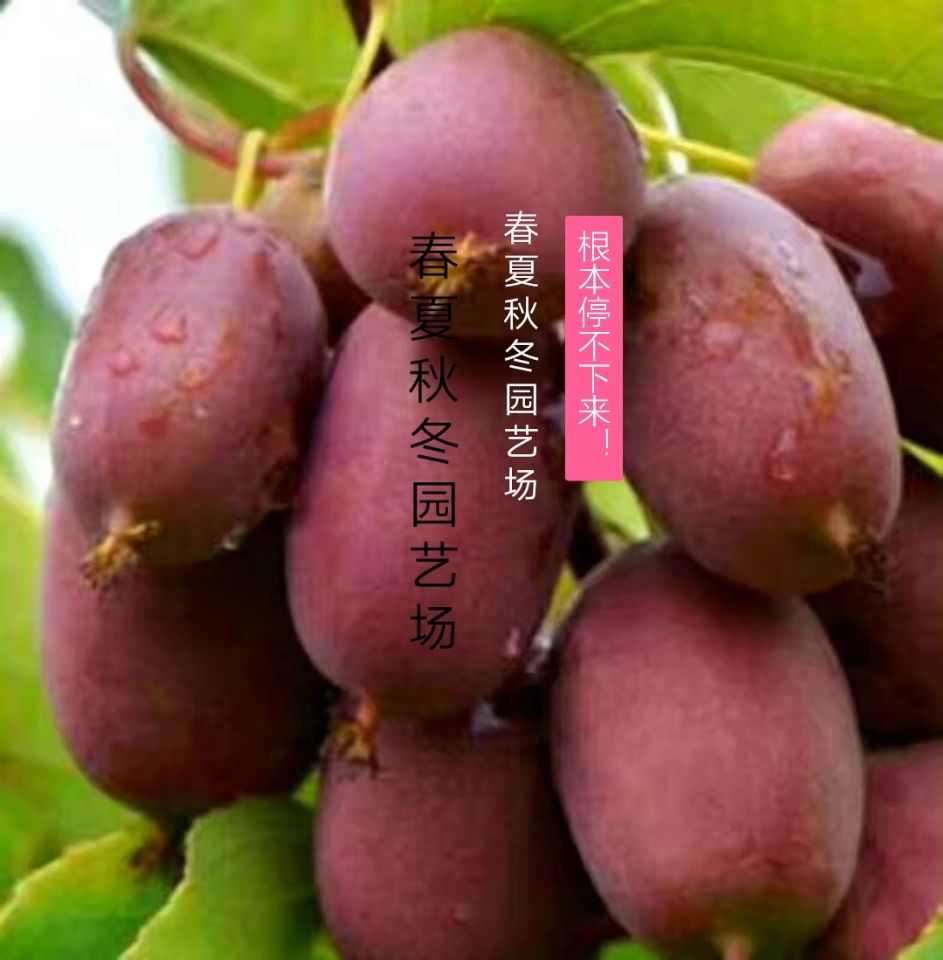 購苗-安鄉(xiāng)軟棗泥猴桃哪里的品種(幾年苗好)