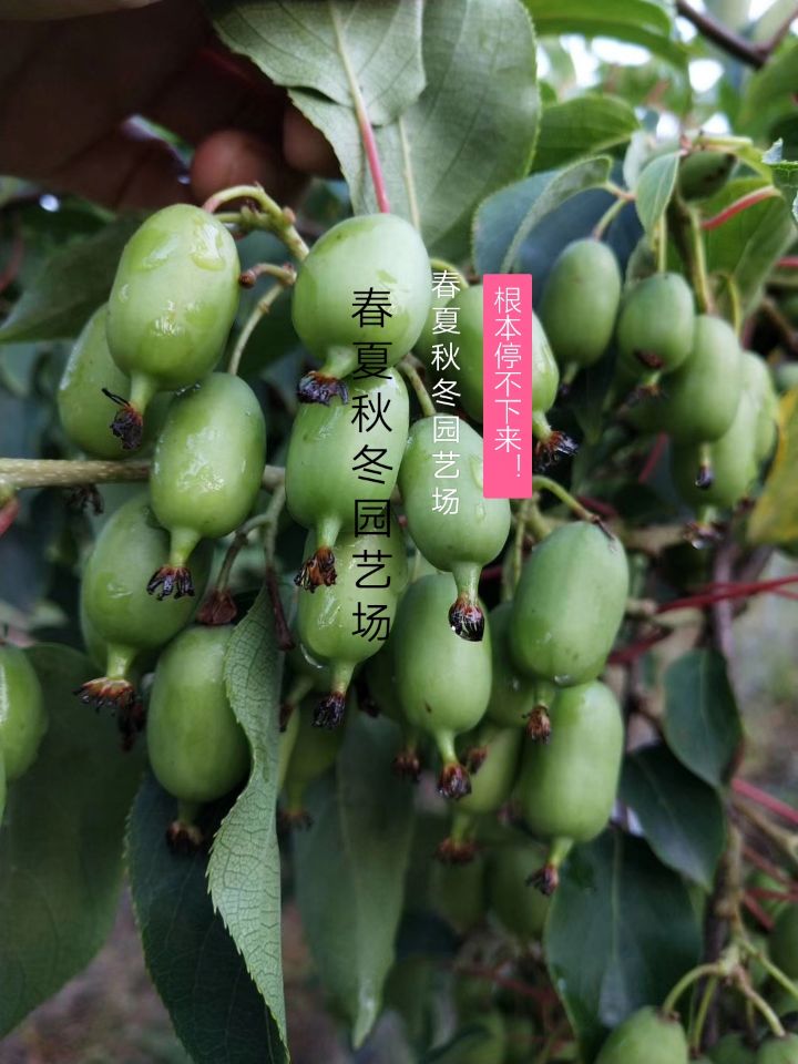 購苗-鹽邊軟棗泥猴桃報價(新品種)