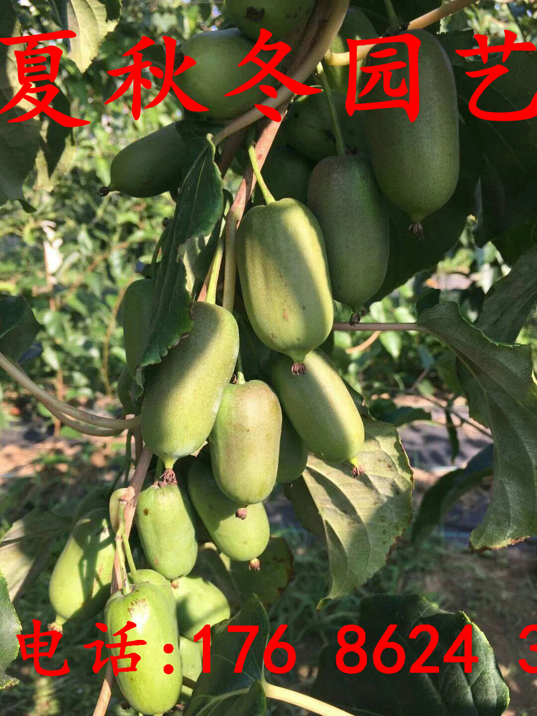 購(gòu)苗-武強(qiáng)軟棗泥猴桃價(jià)格(種植技術(shù))