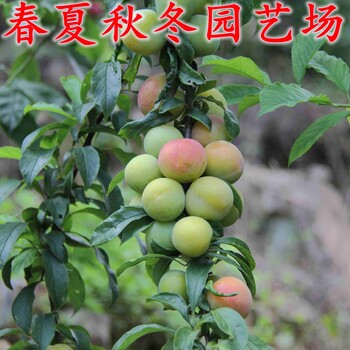 購苗-沙坡頭區(qū)李子苗批發(fā)(種植技術(shù))
