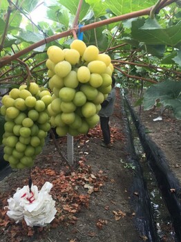 购苗-大同茉莉香葡萄苗什么时候种植好(种植技术)