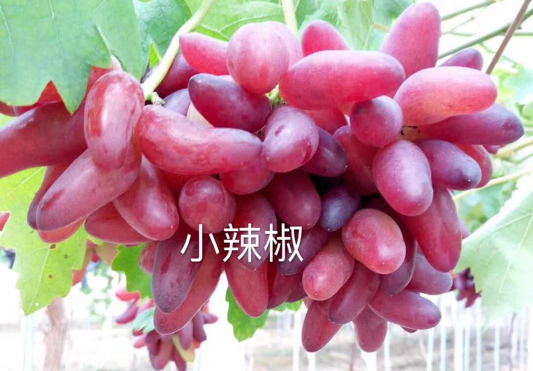 购苗-兴宾区着色香葡萄苗  供应厂家(价格优惠)