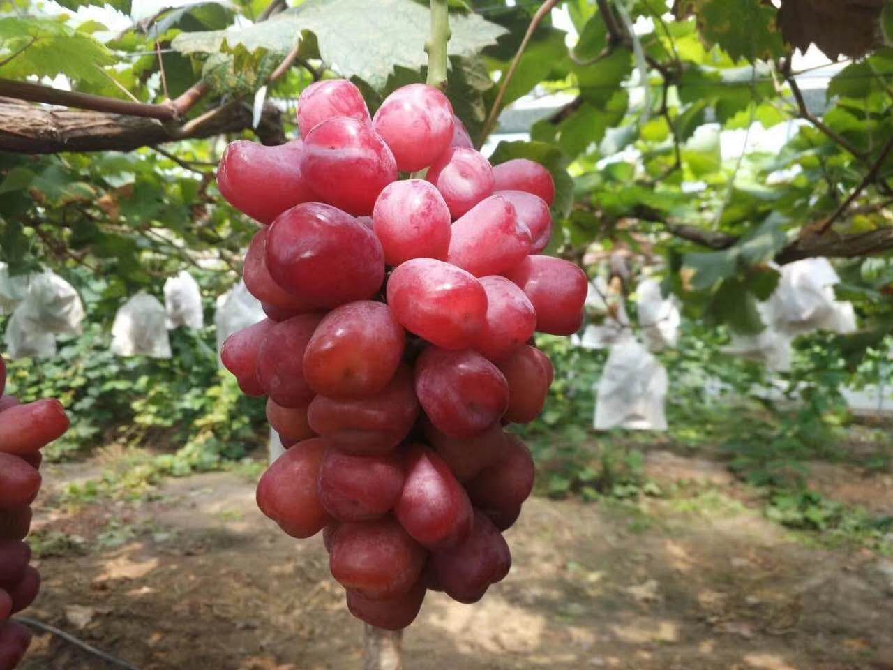 购苗-金寨黑提葡萄苗 报价(种植技术)