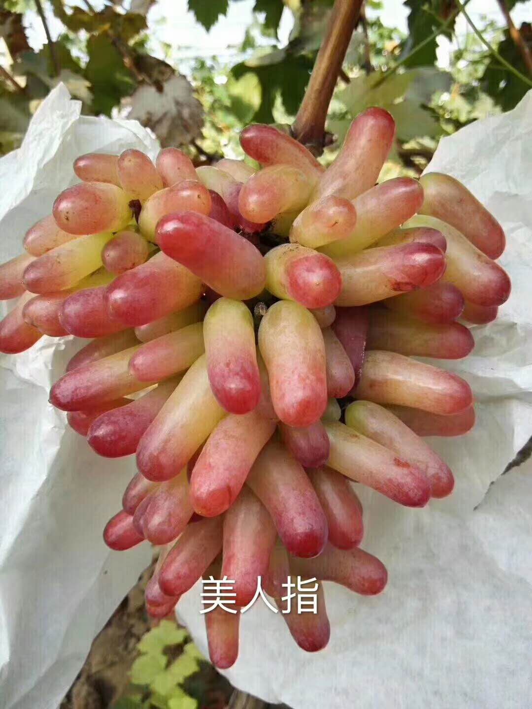 购苗-凤山丛林玫瑰葡萄苗 批发哪里便宜(新品种)