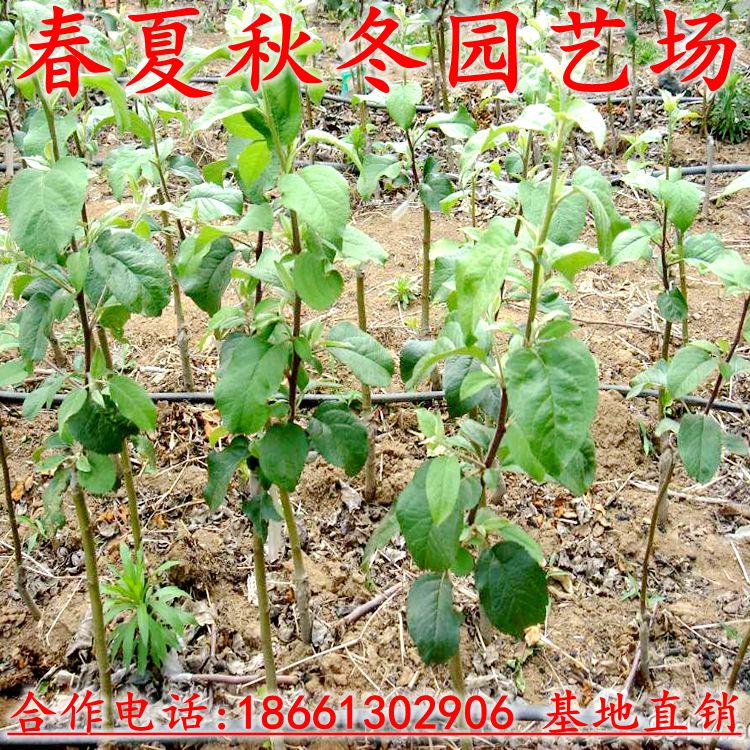 购苗-韩城市魁绿软枣猕猴桃什么时候种植好(种植技术)