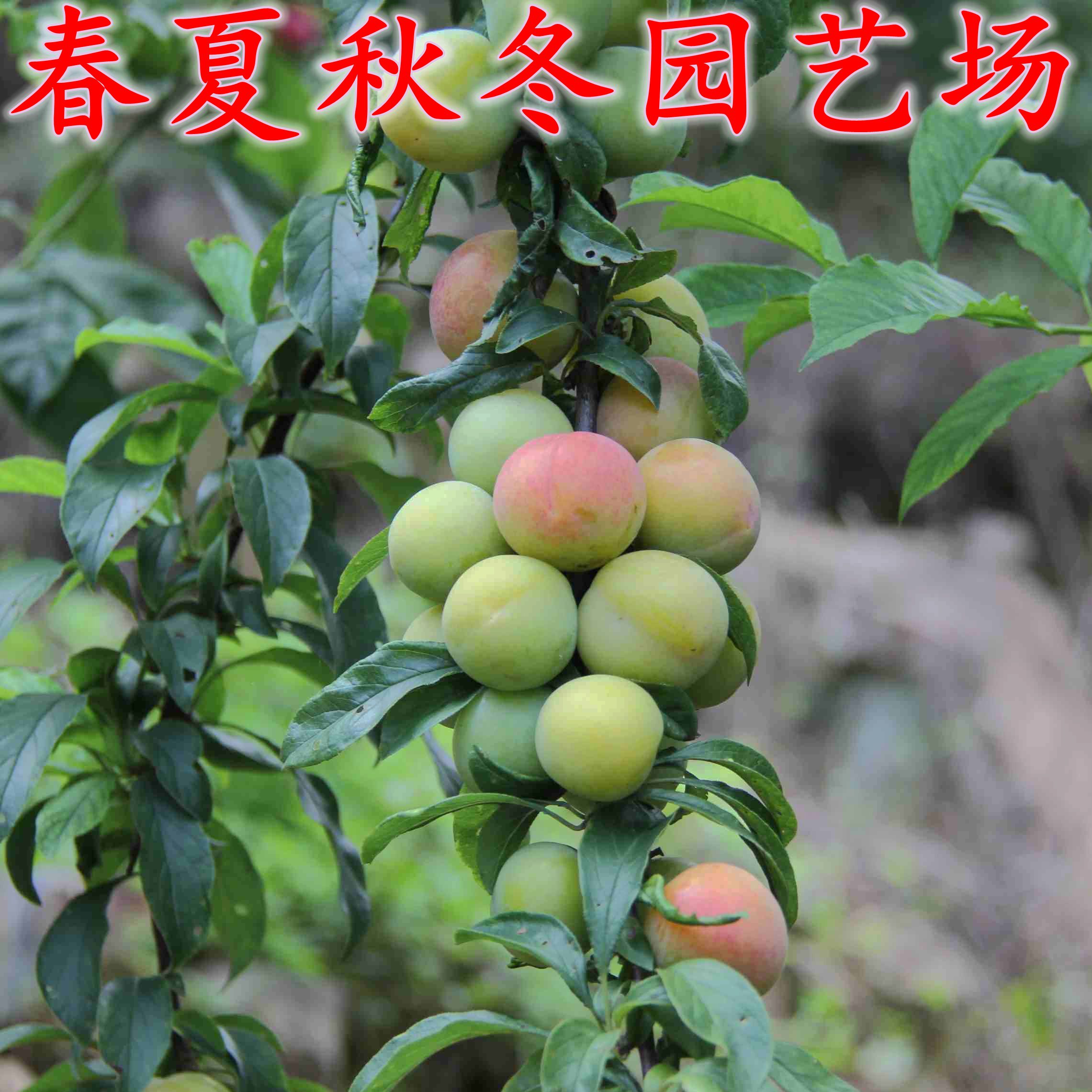 购苗-吉县苹果李子苗新品种有哪些(价格优惠)