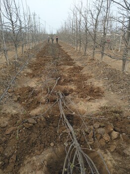 主售：友好区全新2001苹果苗生产基地-大型苗木种植基地