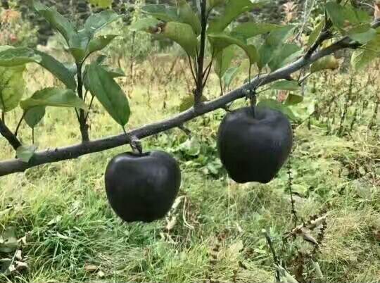 供苗：甘谷黄元帅苹果苗新品种-大型苗木种植基地
