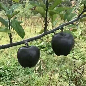 供苗：广宗鲁丽苹果苗多少钱一颗-大型苗木种植基地